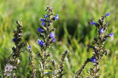 Engerek böceği çiçek detayı