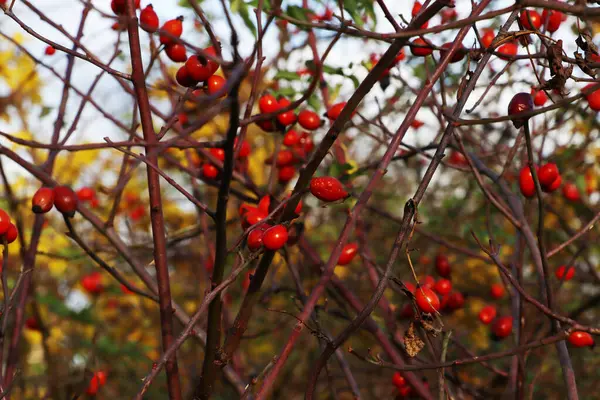 Kuşburnu bir Bush