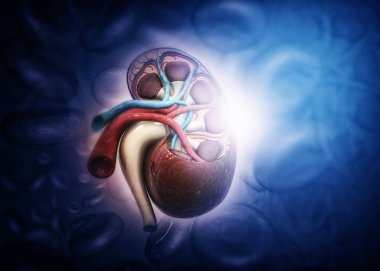 İnsan böbreği anatomisi ile soyut tıbbi geçmişin 3 boyutlu çizimi