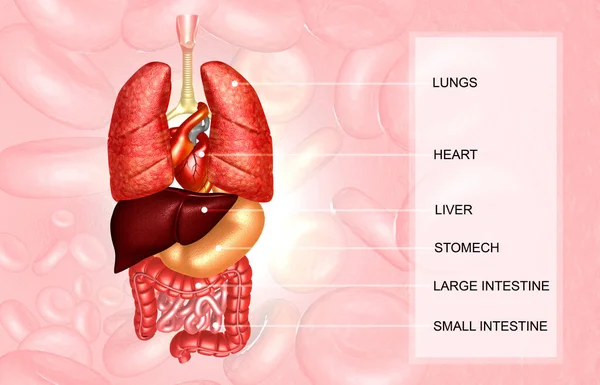 Órgãos Internos Humanos Com Formação Médica Ilustração — Fotografia de Stock