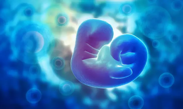 具有医学背景的胎儿解剖 3D渲染 — 图库照片