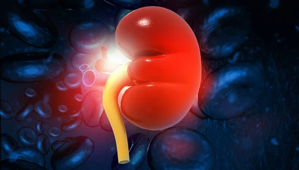 Illustration Abstract Medical Background Human Kidney Anatomy — Stock Photo, Image