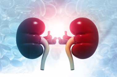 Tıbbi geçmişinde insan böbreği anatomisi var. 3d illüstrasyon 