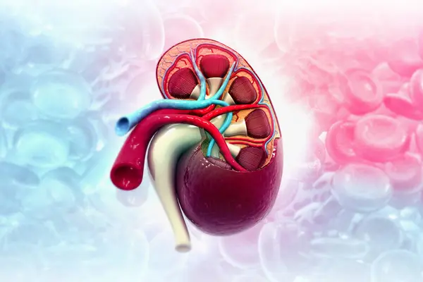 Human Kidney Anatomy Medical Background Illustration — Stock Photo, Image