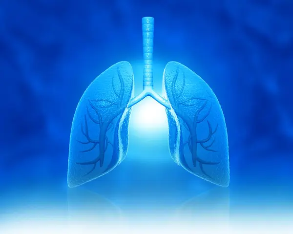 stock image Human lungs with medical background. 3d illustration