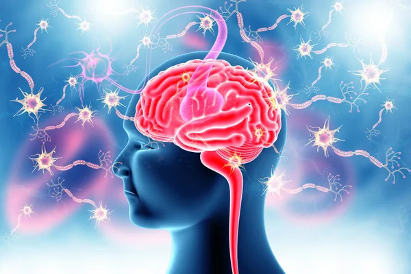 Människans Hjärnanatomi Och Neuronceller Medicinsk Bakgrund Illustration — Stockfoto