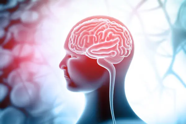 Mänsklig Hjärnanatomi Medicinsk Bakgrund Illustration — Stockfoto
