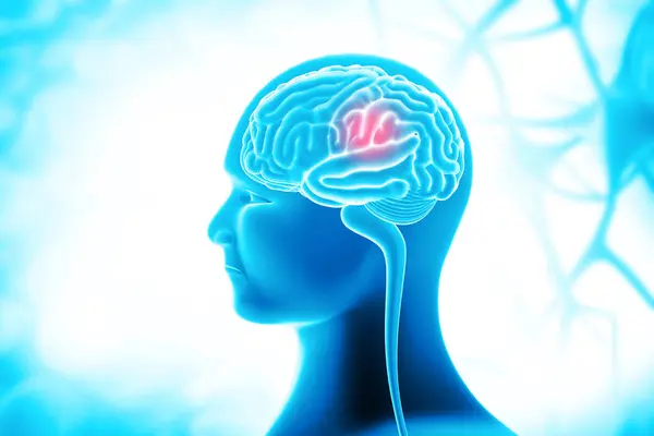 Människans Hjärnanatomi Människans Hjärnsjukdomar Läkarbakgrund Illustration — Stockfoto