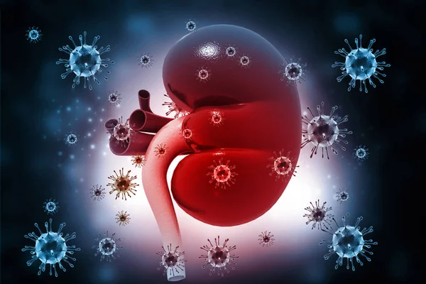virus infection of  kidney. Medical background. 3d illustration