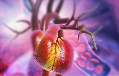 Kırmızı kan hücreli insan kalbi anatomisi. 3d illüstrasyon