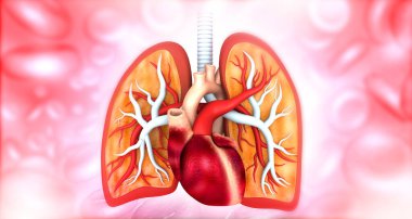 Kalp ve Ciğerlerin Anatomisi. 3d illüstrasyon