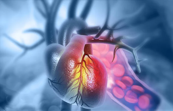 Kırmızı Kan Hücreli Insan Kalbi Anatomisi Illüstrasyon — Stok fotoğraf