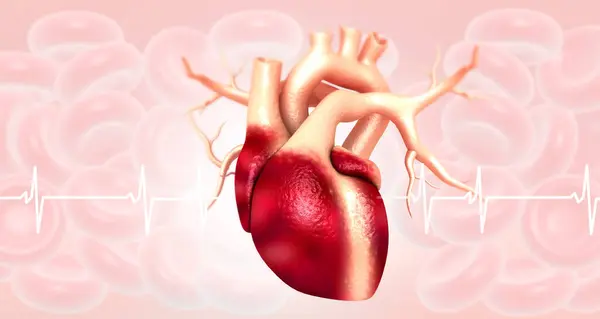 人間の心臓の解剖 3Dイラスト — ストック写真