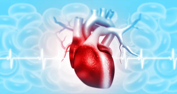 Det Mänskliga Hjärtats Anatomi Illustration — Stockfoto