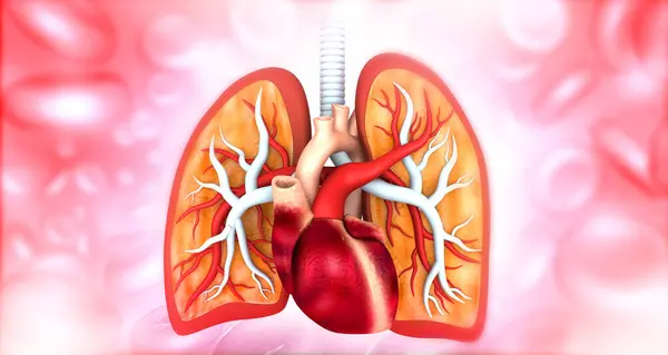 Hjertets Lungens Anatomi Illustration - Stock-foto