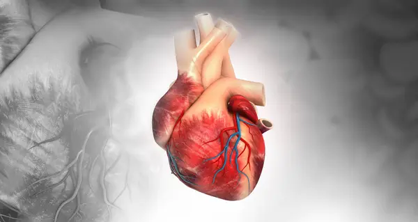 Anatomie Van Het Menselijk Hart Illustratie — Stockfoto