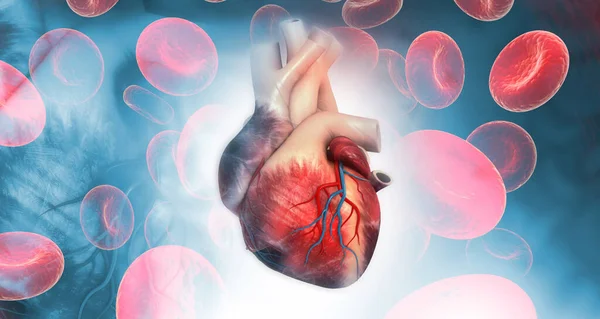 Anatomía Del Corazón Humano Ilustración —  Fotos de Stock