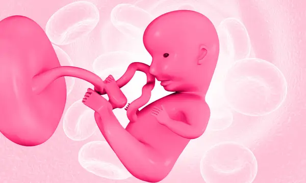 Rozwój Zarodkowy Płód Ilustracja — Zdjęcie stockowe