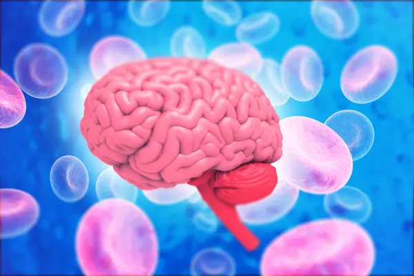 Human Brain Anatomy Science Background Illustration — Stock Photo, Image