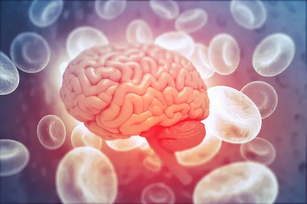 Bilim Geçmişi Olan Insan Beyni Anatomisi Illüstrasyon — Stok fotoğraf