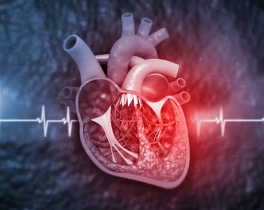 Tıbbi geçmişinde insan kalbi anatomisi var. 3d illüstrasyon
