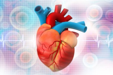 Tıbbi geçmişinde insan kalbi anatomisi var. 3d illüstrasyon