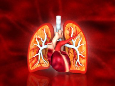 İnsan solunum sisteminin anatomisi. Tıp bilimi geçmişi. 3d illüstrasyon