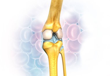 Tıbbi arka planda diz eklemi anatomisi. 3d hazırlayıcı