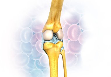 knee joint anatomy on medical background. 3d render	 clipart