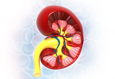 Tıp bilimi geçmişinde insan böbreği anatomisi. 3d illüstrasyon
