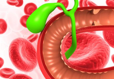 Liver gallbladder anatomy with red blood cells. 3d render	 clipart