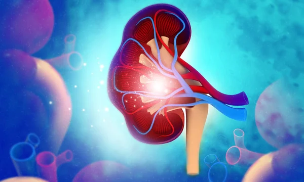 Menschliche Nierenanatomie Auf Medizinischem Hintergrund Illustration — Stockfoto
