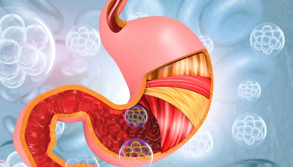 Anatomia Żołądka Ilustracja — Zdjęcie stockowe