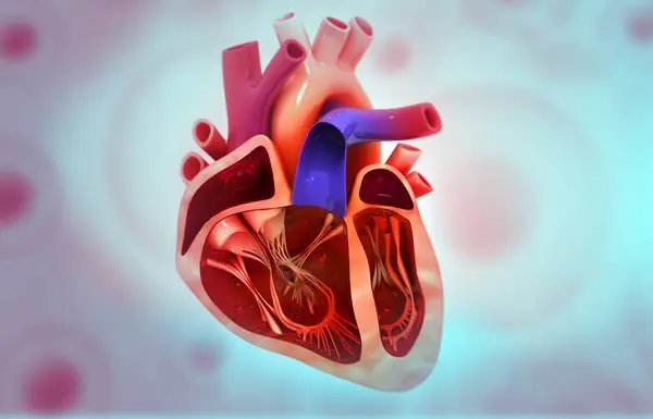 Tıbbi Geçmişinde Insan Kalbi Anatomisi Var Illüstrasyon — Stok fotoğraf