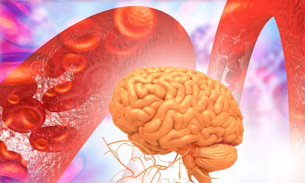 Menselijke Hersenen Met Bloedstroom Illustratie — Stockfoto