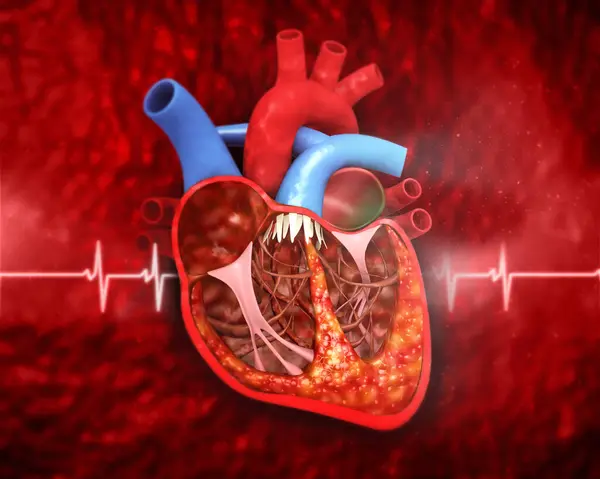 Anatomía Del Corazón Humano Fondo Médico Ilustración — Foto de Stock