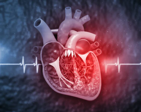 Anatomia Coração Humano Com Antecedentes Médicos Ilustração — Fotografia de Stock