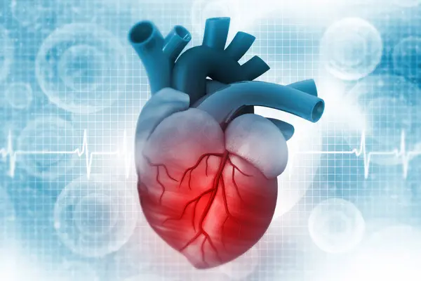 Anatomie Lidského Srdce Lékařském Zázemí Ilustrace — Stock fotografie