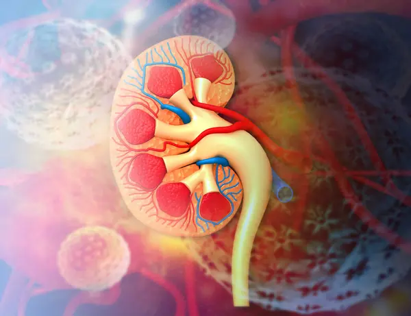 Human Kidney Anatomy Medical Science Background Illustration — Stock Photo, Image