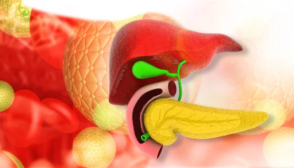 人間の肝臓 科学の背景について 3Dイラスト — ストック写真