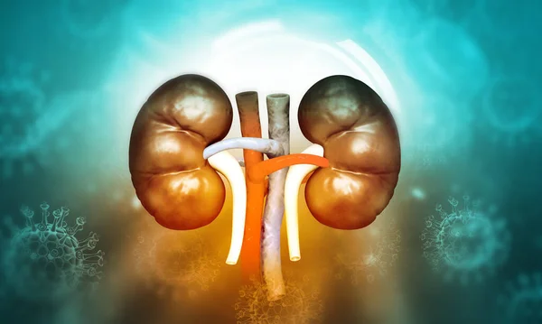 Kidney Virus Scientific Background Kidney Infection Illustration — Stock Photo, Image