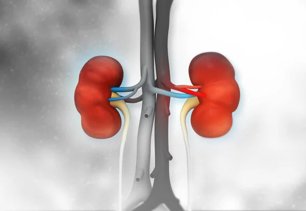 Human kidney anatomy on scientific background. 3d illustration