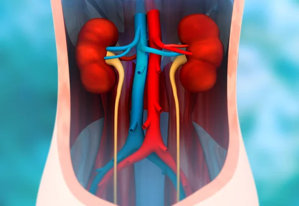 Human Kidney Anatomy Scientific Background Illustration — Stock Photo, Image