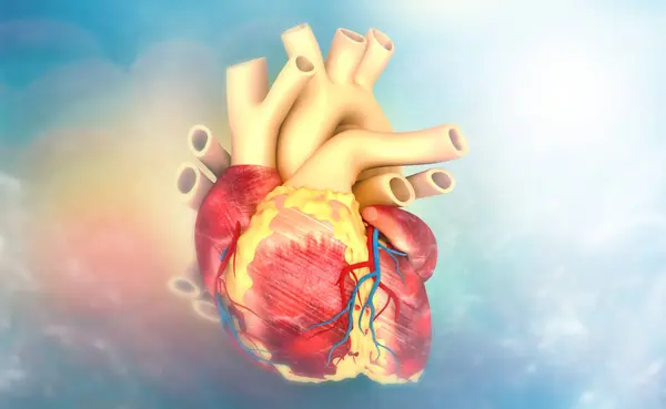 Tıbbi Geçmişinde Insan Kalbi Anatomisi Var Illüstrasyon — Stok fotoğraf