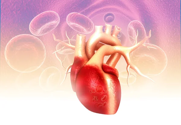 Human Heart Anatomy Medical Background Illustration — Stock Photo, Image