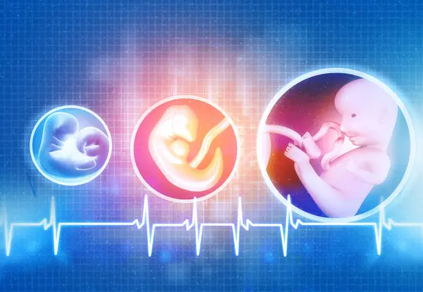 Human Fetus Development Illustration — Stock Photo, Image
