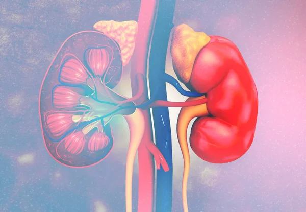 Human Kidney Cross Section Anatomy Render — Stock Photo, Image