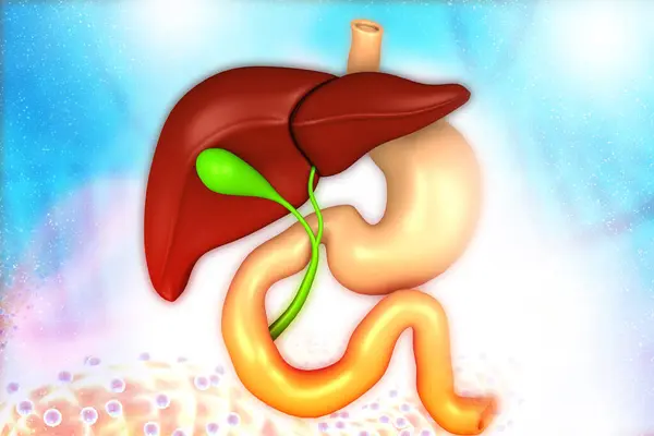 Menschliche Leber Verdauungssystem Auf Medizinischem Hintergrund Illustration — Stockfoto