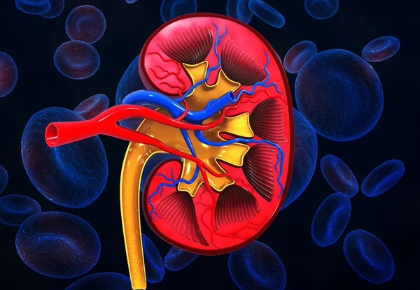 Menschliche Nierenanatomie Auf Medizinischem Hintergrund Illustration — Stockfoto