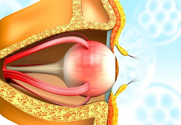 Anatomia Dell Occhio Umano Rendering — Foto Stock
